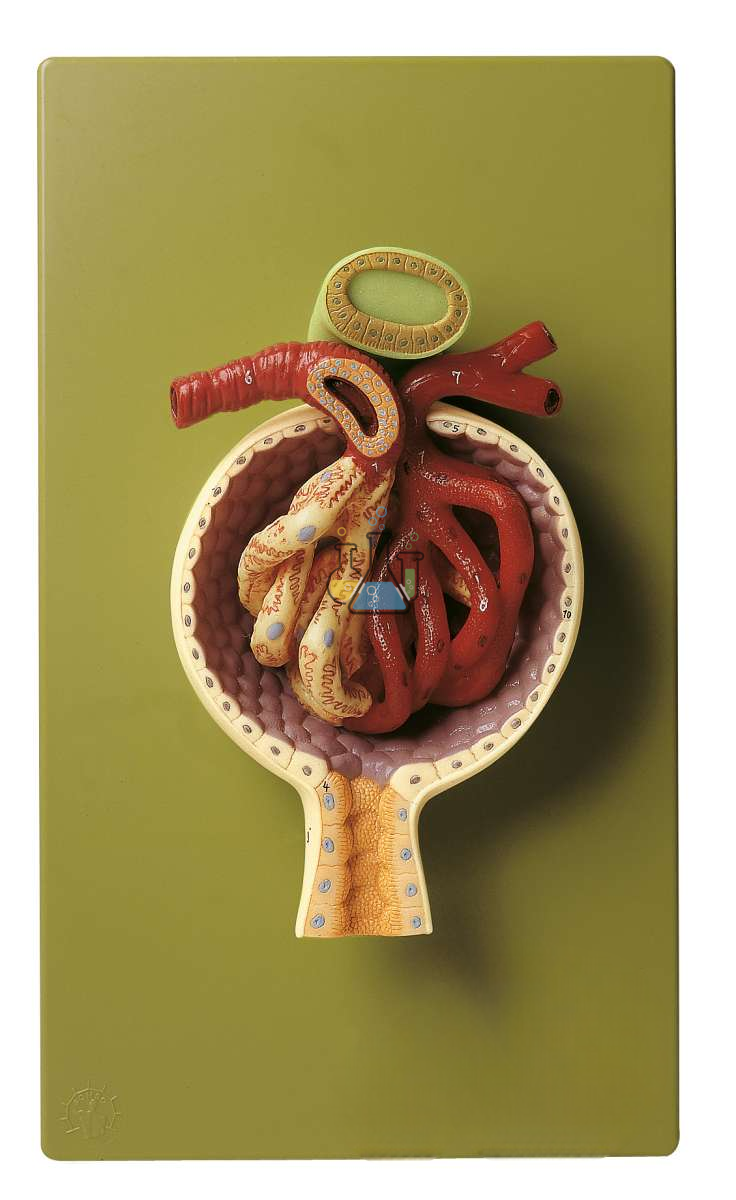 Renal corpuscle model